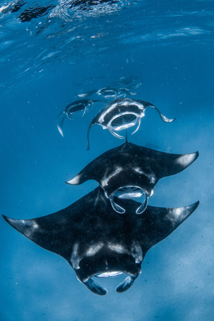Manta Ray season 